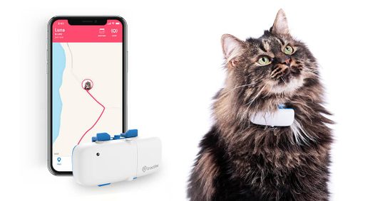 GPS dla kotów- gadżet, który zapewnia ich właścicielom spokojny sen i komfort psychiczny